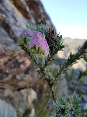 Erica glauca elegans