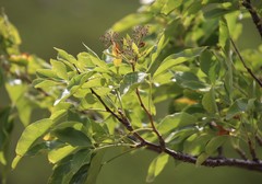 Heteromorpha arborescens