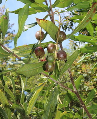 Macadamia