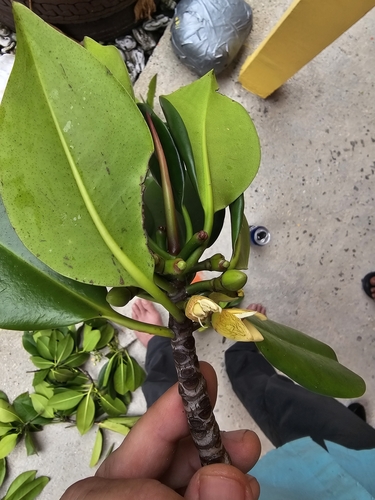 Rhizophora lamarckii observed 2024-08-22