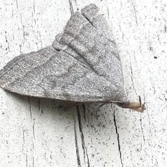 Pechipogo strigilata