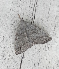 Pechipogo strigilata