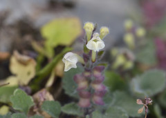 Scutellaria sieberi