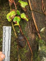 Dynastes septentrionalis