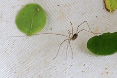 Leuronychus pacificus