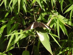 Siproeta epaphus trayja