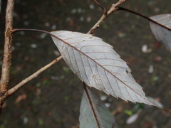 Quercus stenophylloides