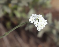 Manulea buchneroides