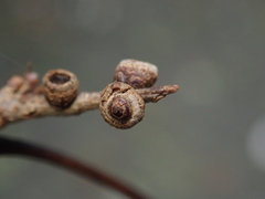 Quercus stenophylloides