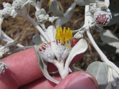 Hazardia detonsa