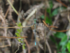 Orolestes selysi