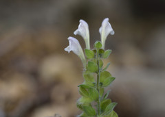 Scutellaria sieberi