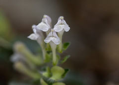 Scutellaria sieberi