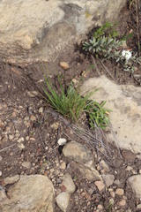 Manulea buchneroides