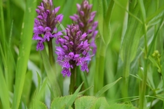 Dactylorhiza sibirica