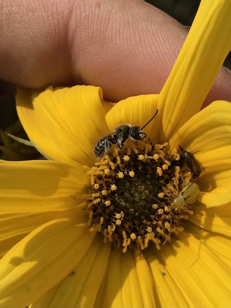 Sunflower Shortface