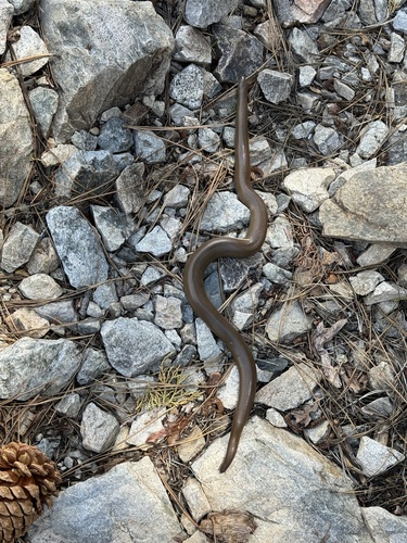 iNaturalist observation photo of Northern Rubber Boa