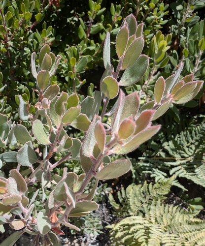 Ghostly Manzanita foliage