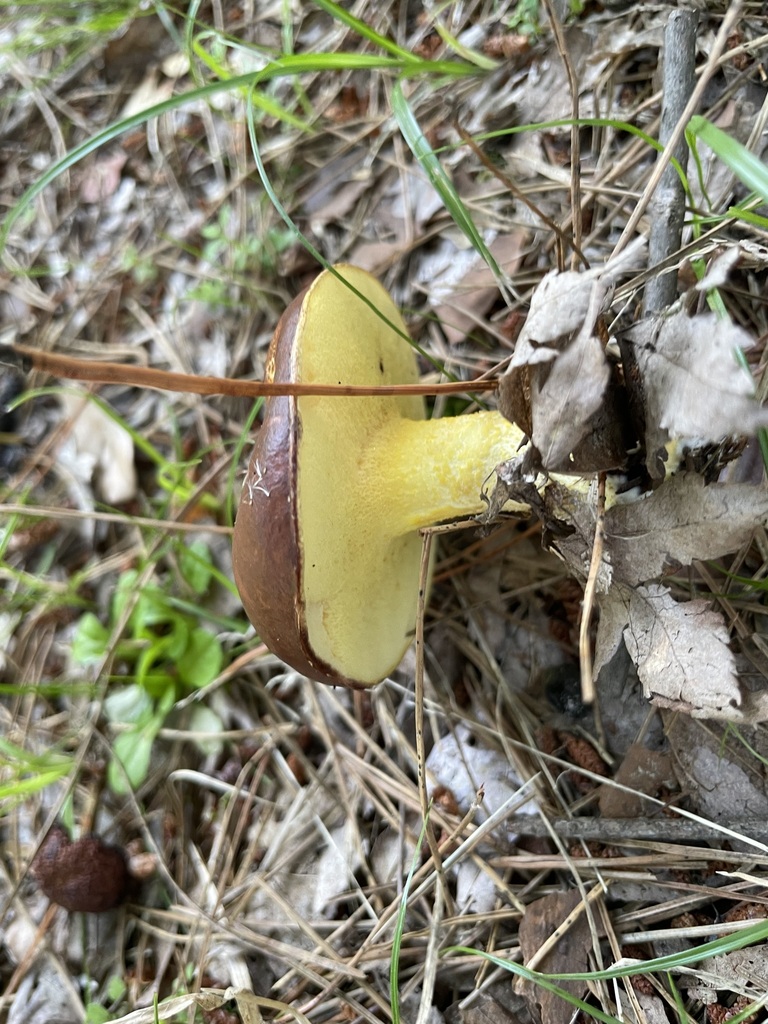 Suillus