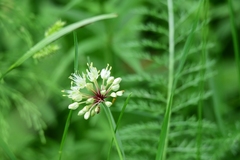 Allium microdictyon