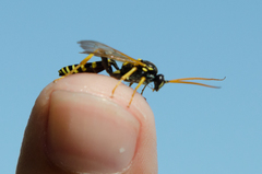 Ichneumon sexcinctus