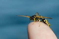 Ichneumon sexcinctus