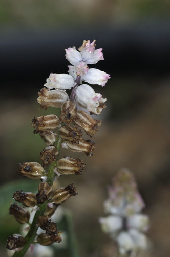 Short-stalked Bellevalia (Bellevalia brevipedicellata)