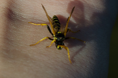 Ichneumon sexcinctus