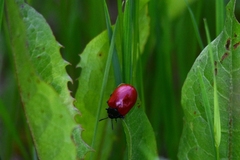 Chrysomela populi