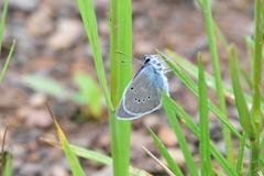 Cyaniris semiargus