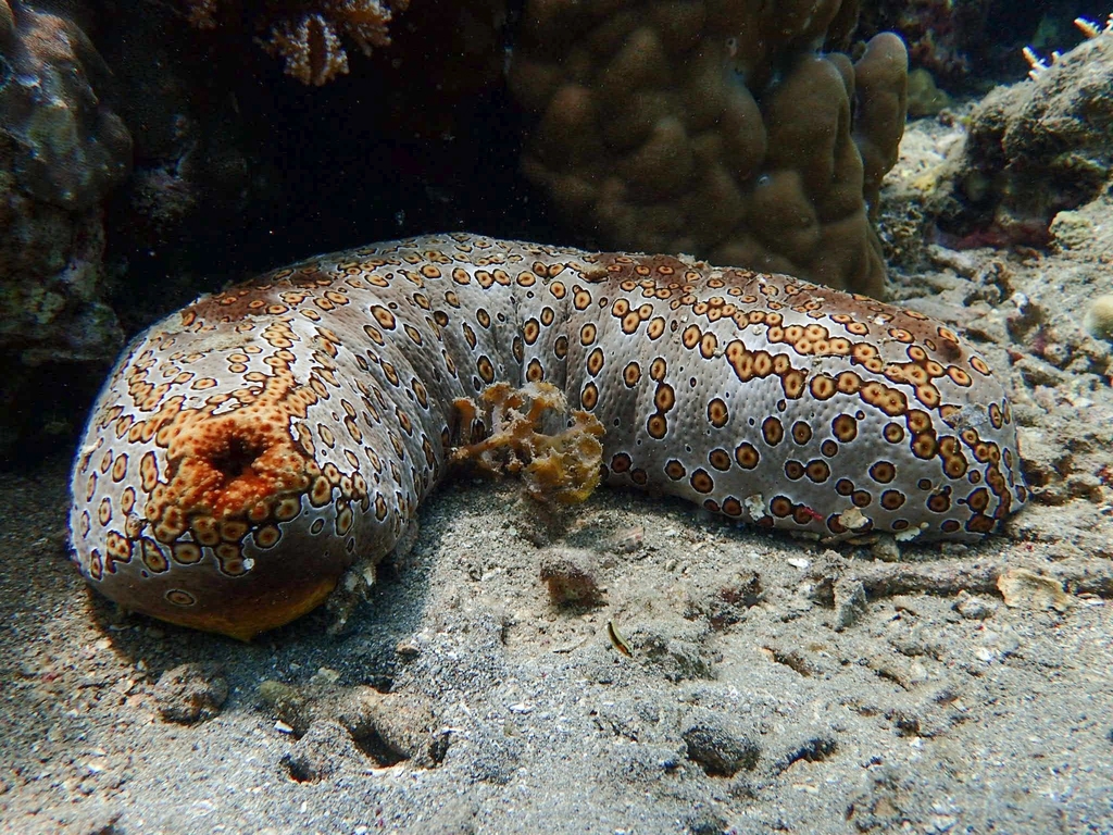 Holothurie léopard