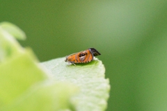 Olethreutes arcuella