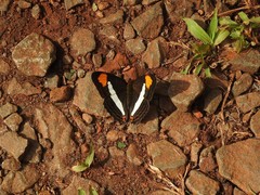 Adelpha thessalia