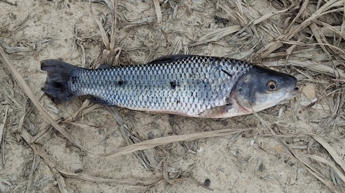Magdalena leporinus (Leporinus muyscorum) — Anostomidae — 2