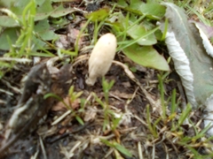 Fungi