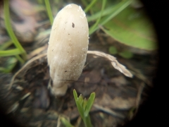 Fungi