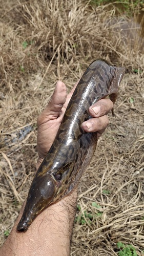 Sickle knifefish (Rhamphichthys drepanium) — Rhamphichthyidae