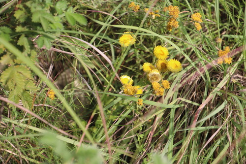 Image of Helichrysum cooperi by (c) Tony Rebelo, some rights reserved (CC BY-SA)