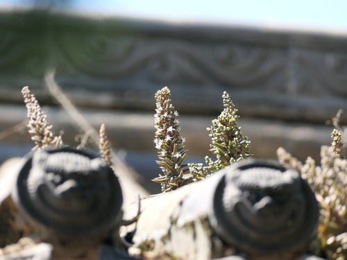 Orostachys fimbriata