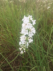 Penstemon tubaeflorus