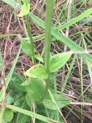 Penstemon tubaeflorus