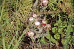 Helichrysum ecklonis