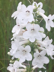 Penstemon tubaeflorus