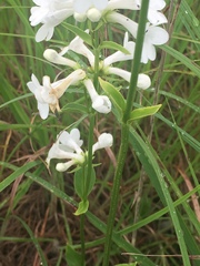 Penstemon tubaeflorus