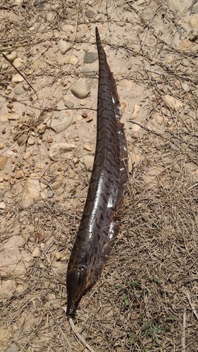Sickle knifefish (Rhamphichthys drepanium) — Rhamphichthyidae — 2