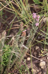 Erica alopecurus