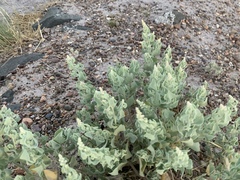 Atriplex saccaria