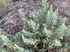 Atriplex saccaria