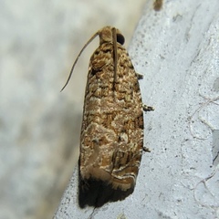 Phaecasiophora niveiguttana