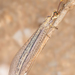 Macronemurus appendiculatus - Photo (c) Rinaldo R, osa oikeuksista pidätetään (CC BY-NC-SA)